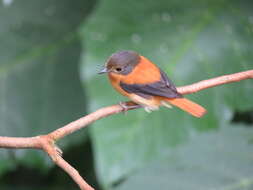 Image de Gobemouche orange et noir