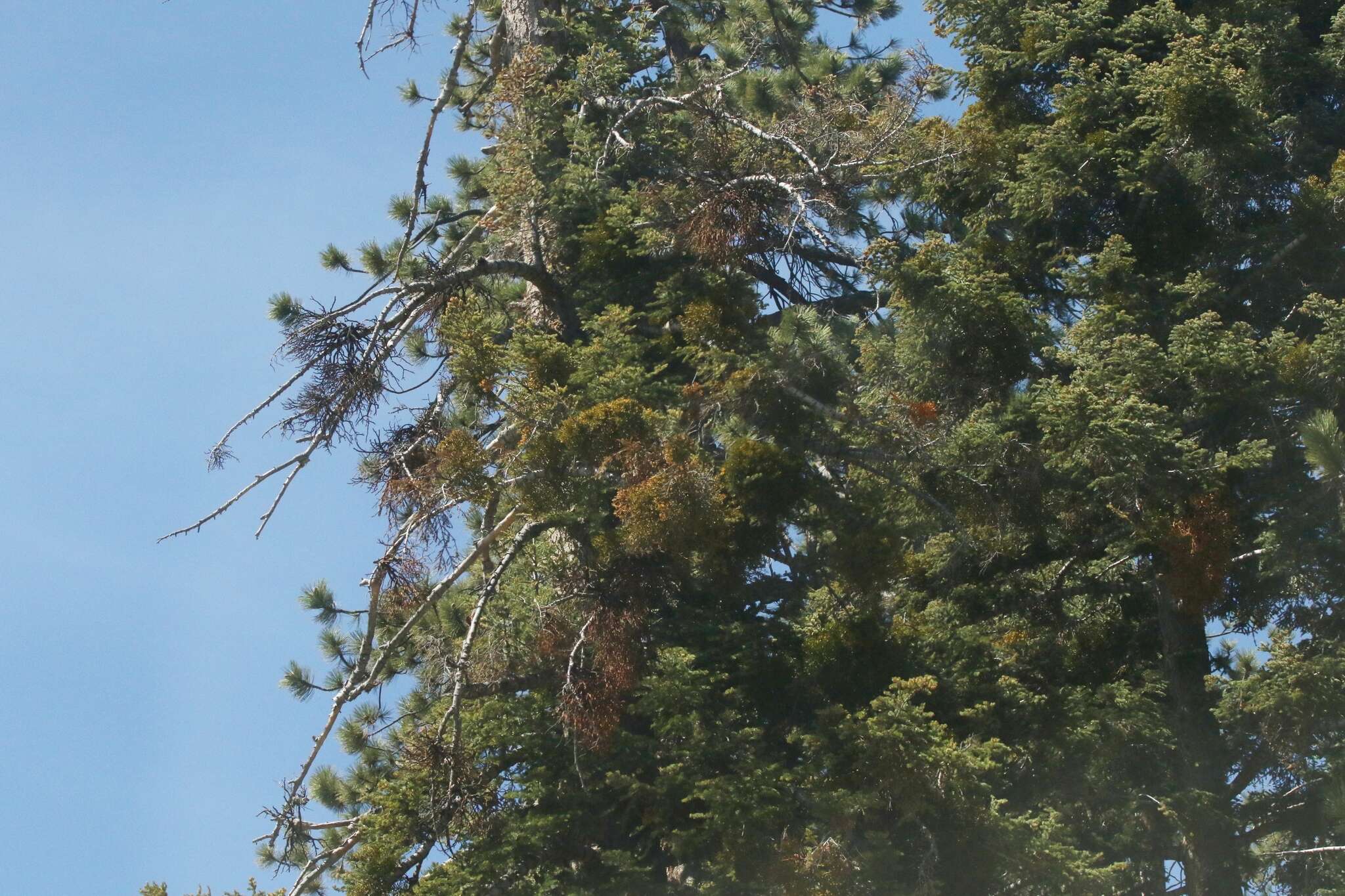 Image of western dwarf mistletoe