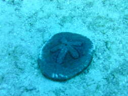 Image of Sand dollar