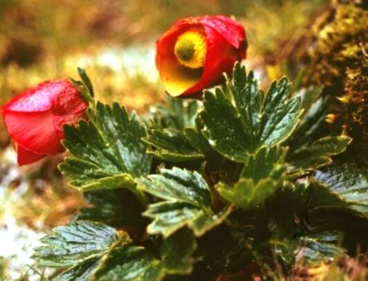 Image of Ranunculus weberbaueri (Ulbr.) Lourteig