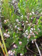 Image of Erica fuscescens (Klotzsch) E. G. H. Oliver