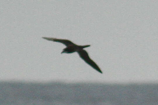 Image of Dark-rumped Petrel