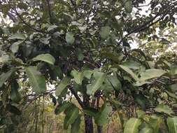 Sivun Diospyros castanea (Craib) H. R. Fletcher kuva