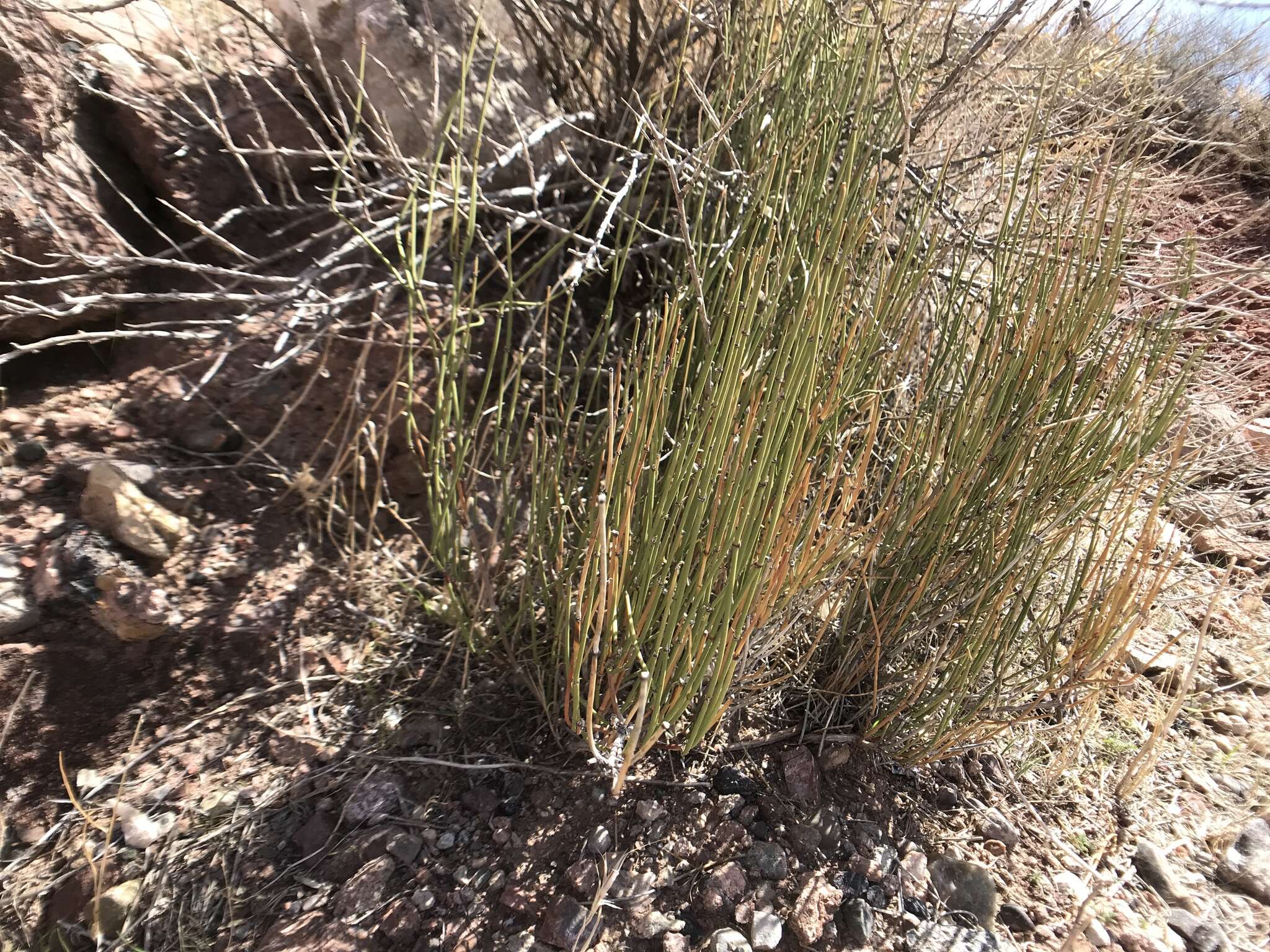 Image of Green Ephedra