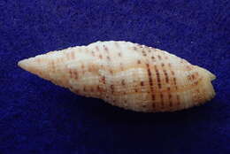 Image of Neocancilla Cernohorsky 1966