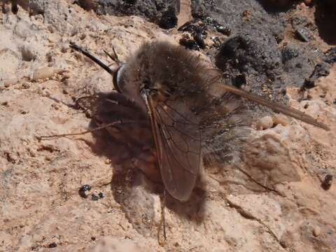 Image of Bombylius oceanus Becker 1908