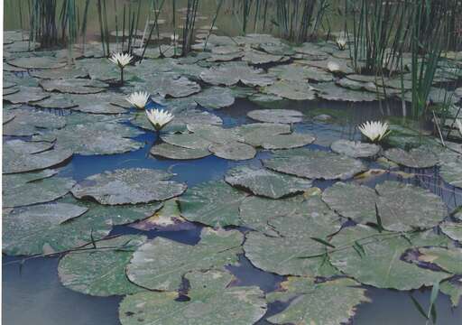 Image of dotleaf waterlily