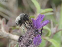 Image of Anthophora nigriceps Morawitz 1886