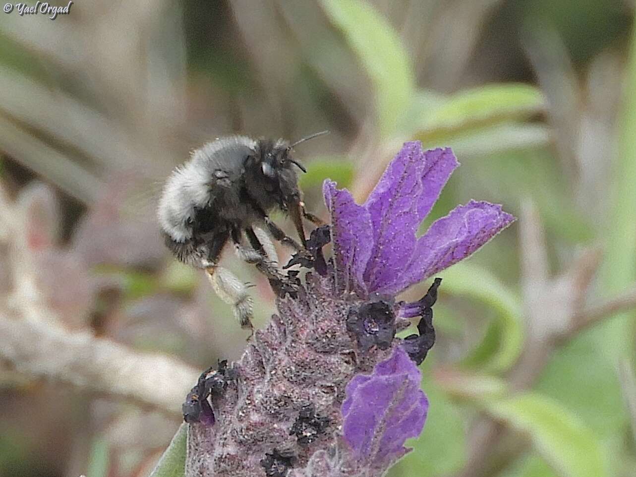 Anthophora nigriceps Morawitz 1886的圖片