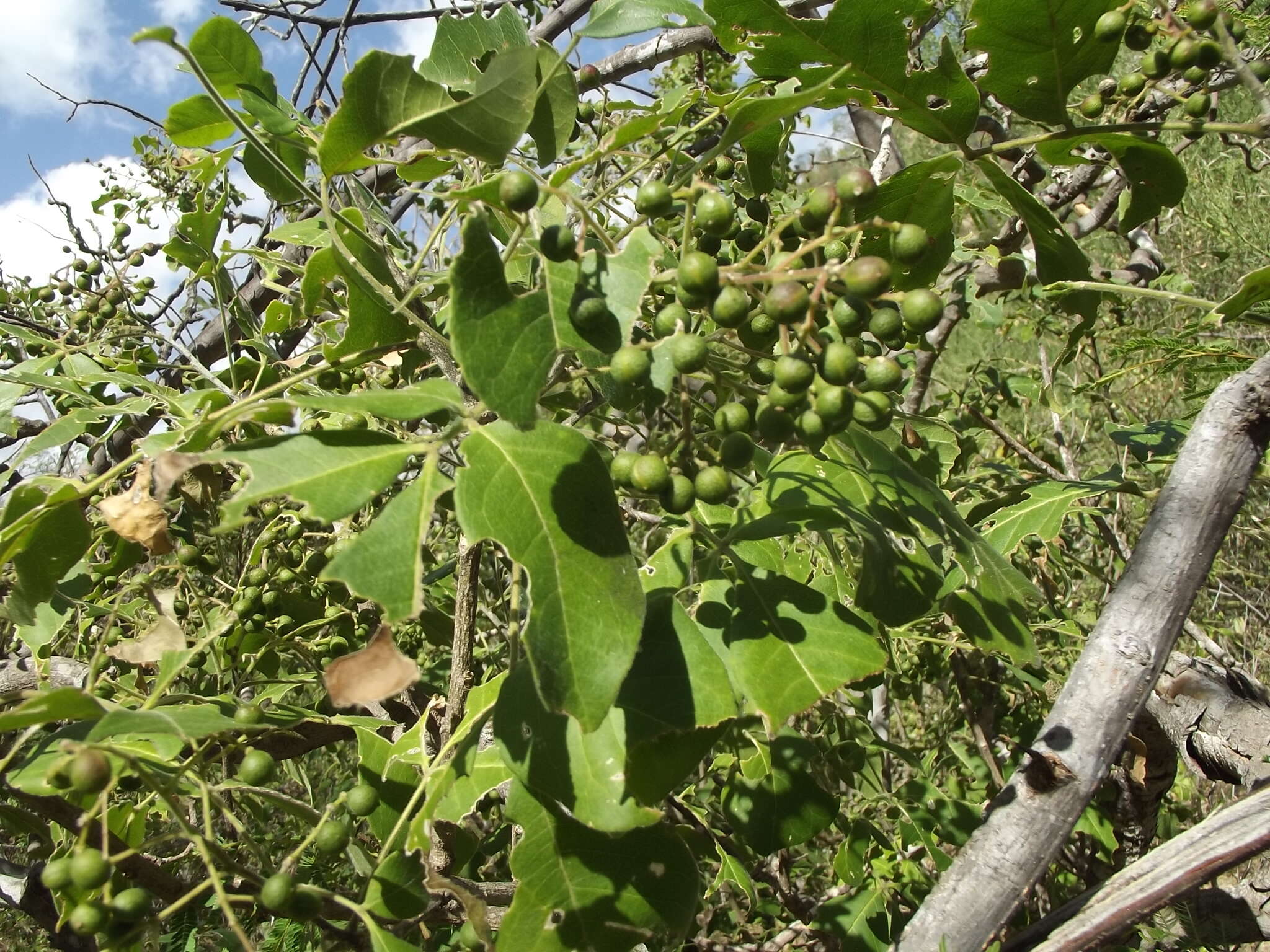 Слика од Zanthoxylum arborescens Rose