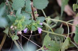 Image of Ballota nigra subsp. meridionalis (Bég.) Bég.