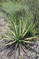 Agave striata subsp. falcata (Engelm.) Gentry resmi