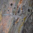 Image of Reticulated Velvet Gecko