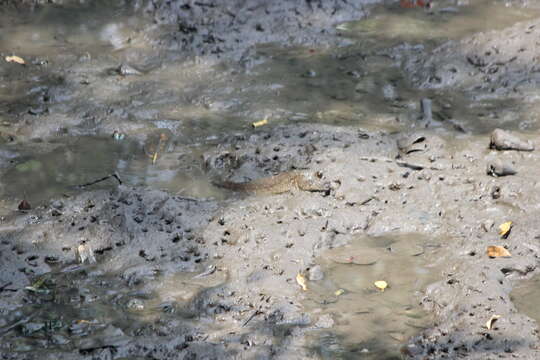 Image of Giant mudskipper