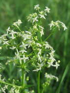 Image of White bedstraw