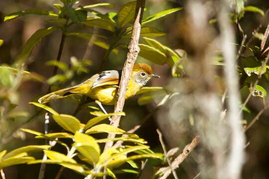 Image of Bar-throated Minla