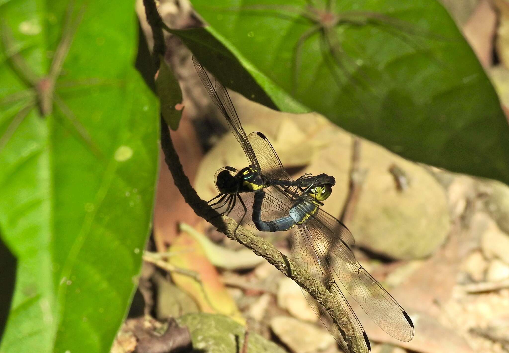 Image of <i>Agrionoptera longitudinalis biserialis</i> Selys 1879