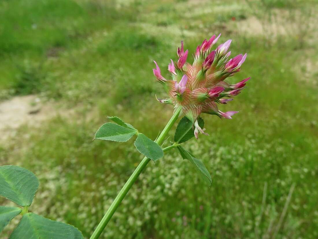 Imagem de Trifolium spumosum L.