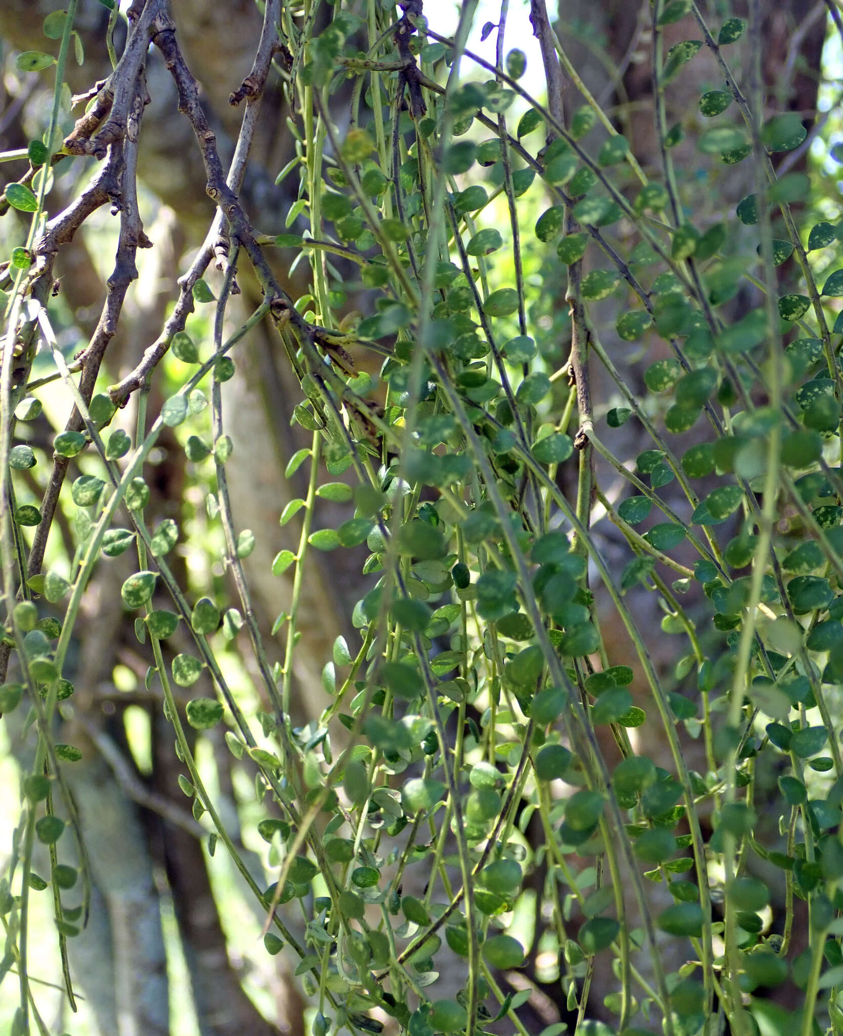 Image of Sophora microphylla var. longicarinata (G. Simpson) Allan