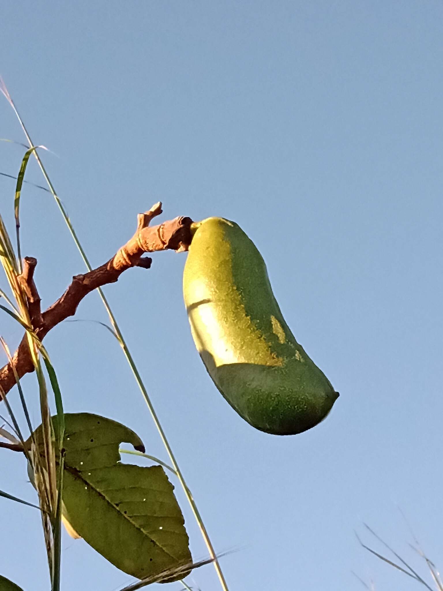 Sivun Hymenaea stigonocarpa Hayne kuva