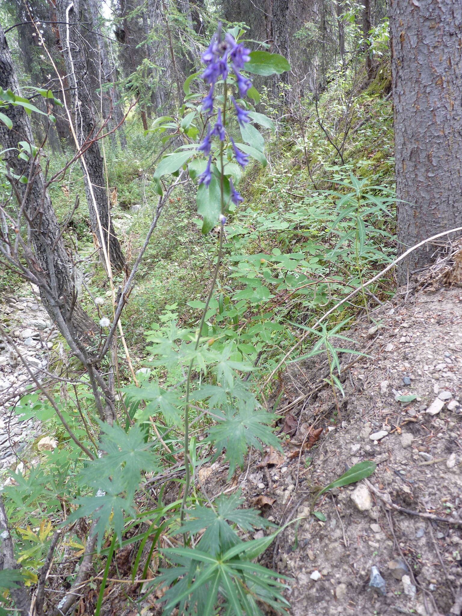 Sivun Delphinium glaucum S. Wats. kuva