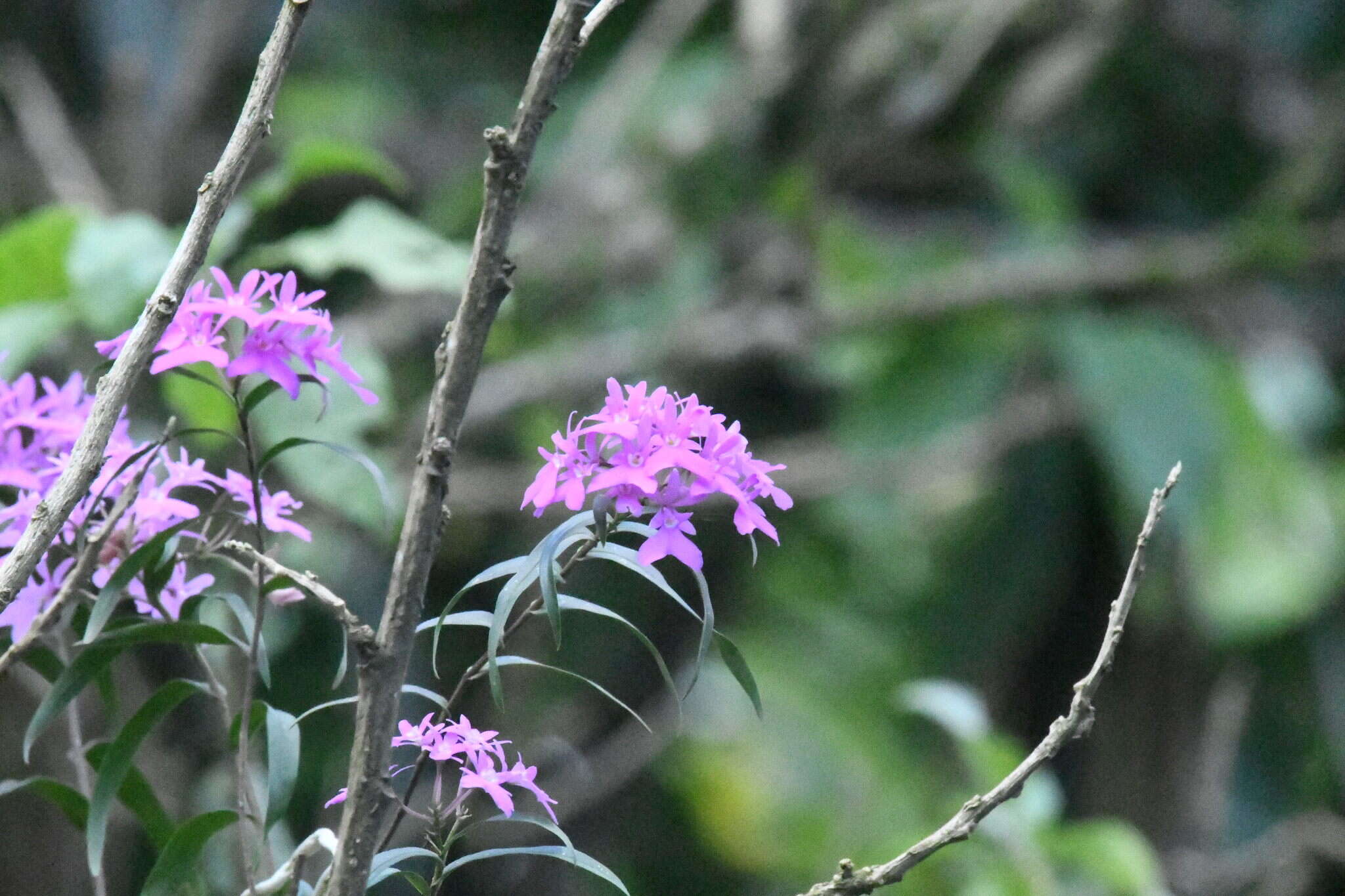 Image of Epidendrum centropetalum Rchb. fil.