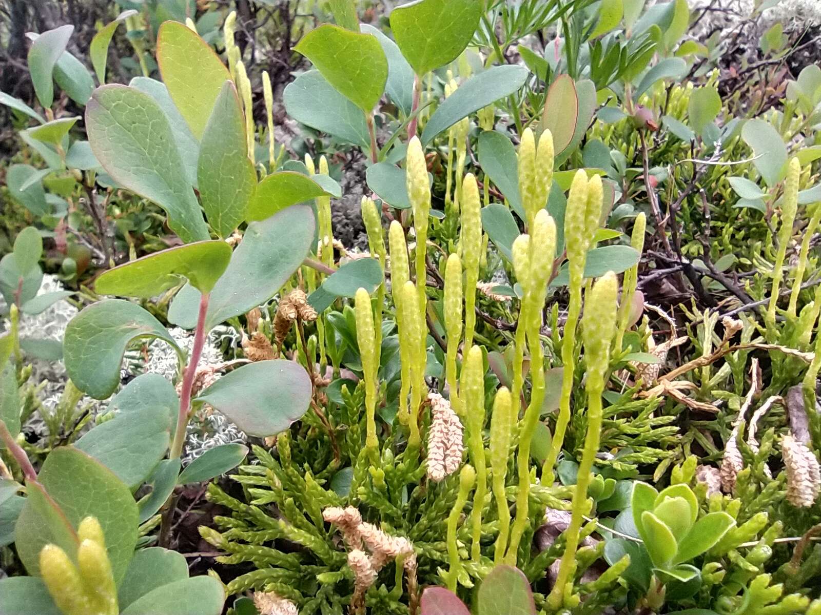 Image of clubmoss