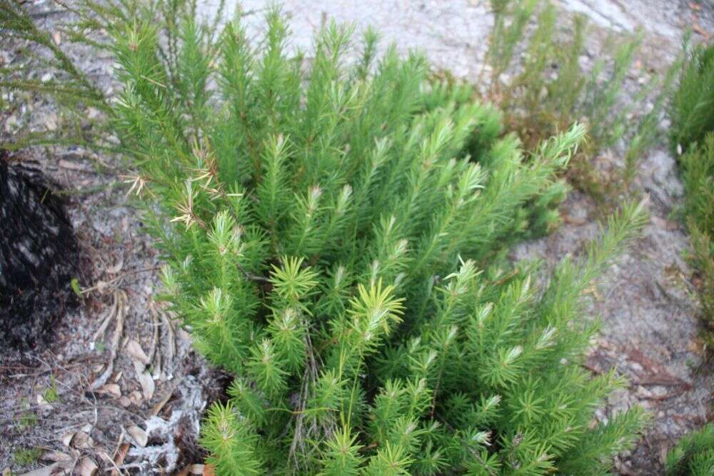 Image of Emu Berry