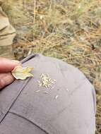 Image of broad-fruit mariposa-lily