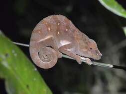 Image of Yellow-green Chameleon