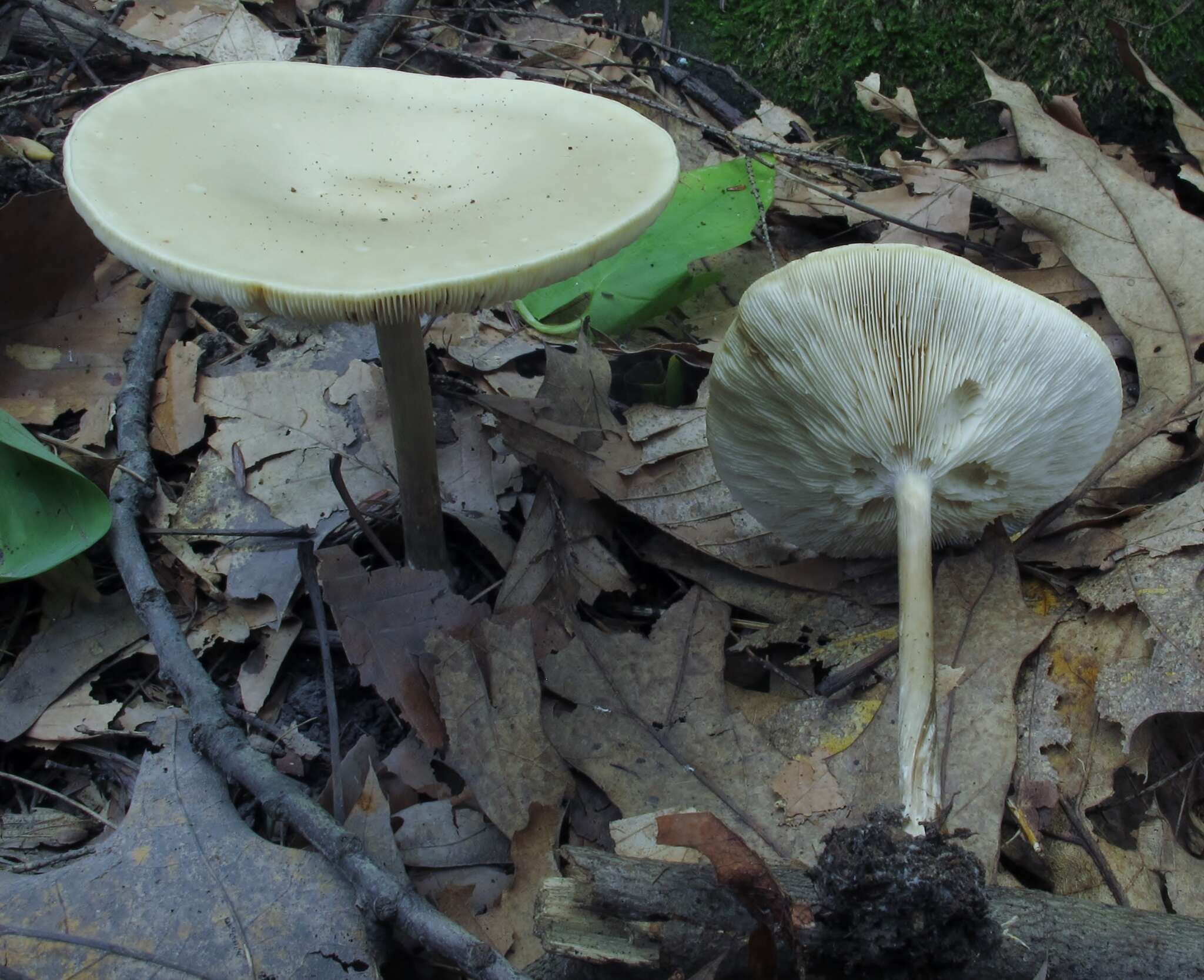 Image de Collybia alboflavida (Peck) Kauffman 1923