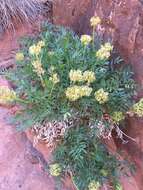 Image of Canyonlands biscuitroot