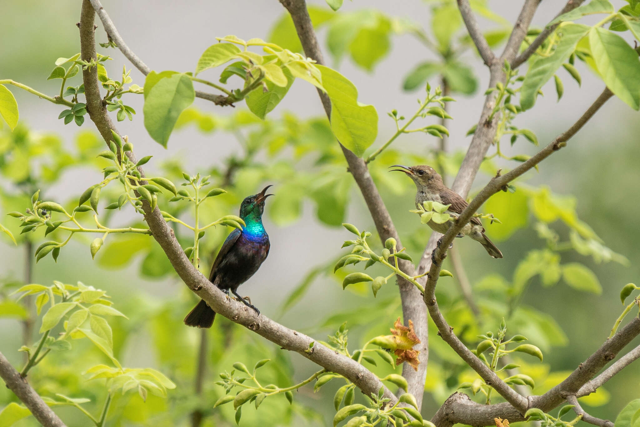 Image of Purple-banded Sunbird