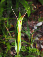 Image of Pterostylis cardiostigma D. Cooper