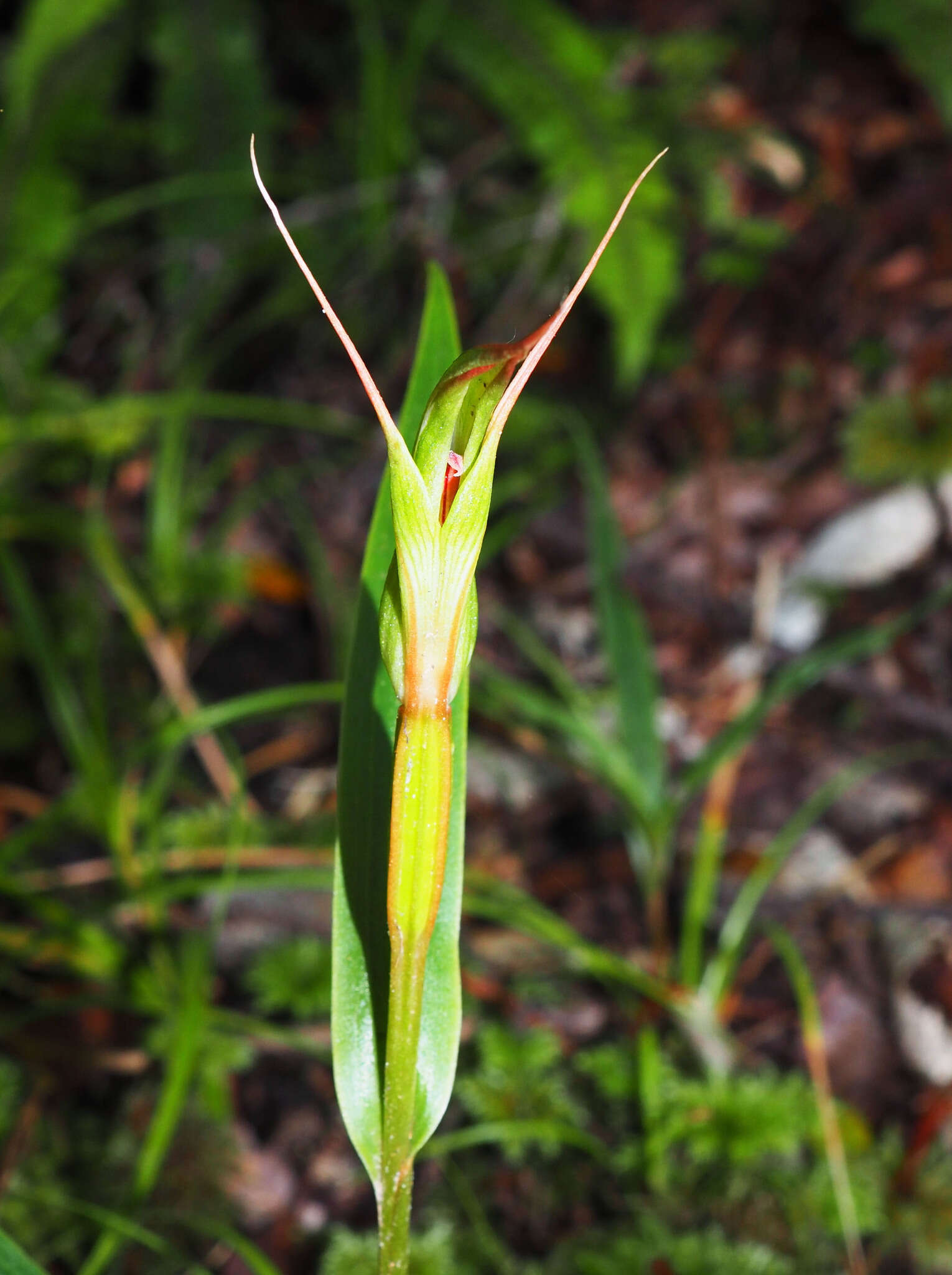 Image of Pterostylis cardiostigma D. Cooper