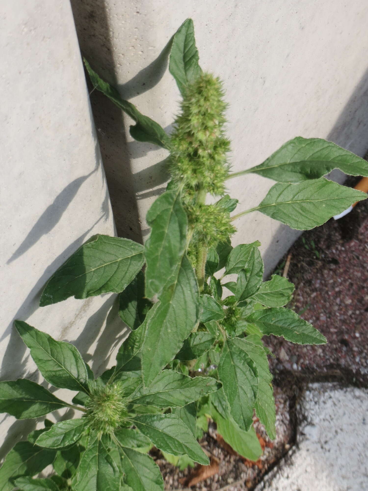 Image of redroot amaranth