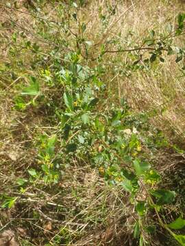 Image de Dodonaea triangularis Lindl.