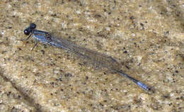 Image of Purple Bluet