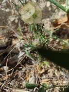 Imagem de Lomelosia stellata (L.) Rafin.