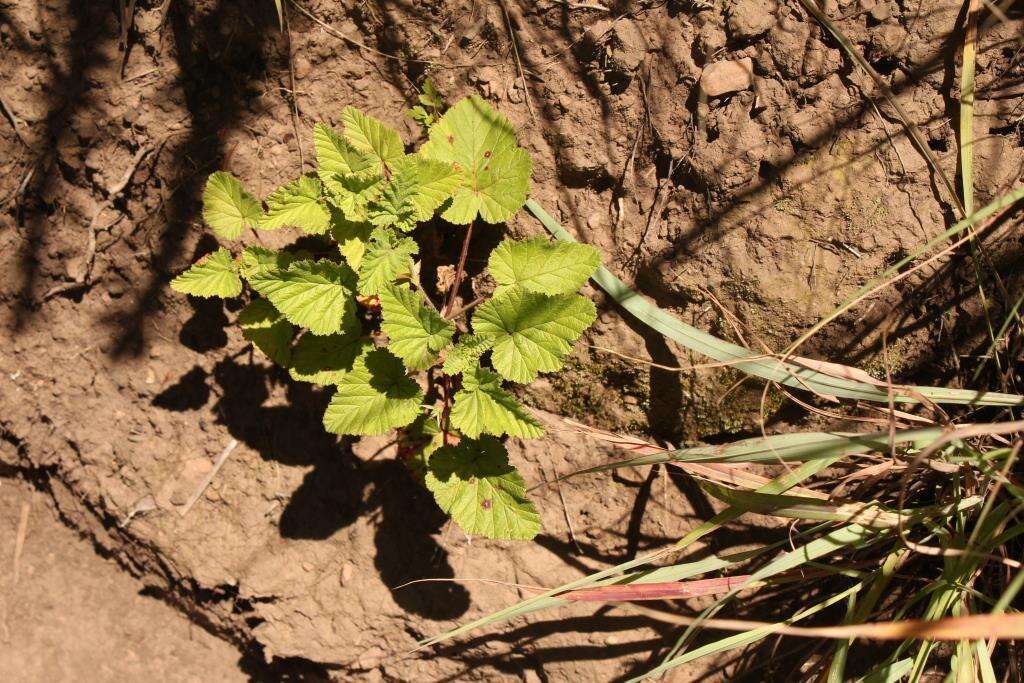 Image of Pelargonium dispar N. E. Br.