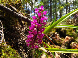 Image of Arpophyllum spicatum Lex.