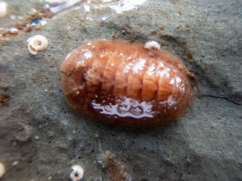 Leptochiton asellus (Gmelin 1791) resmi