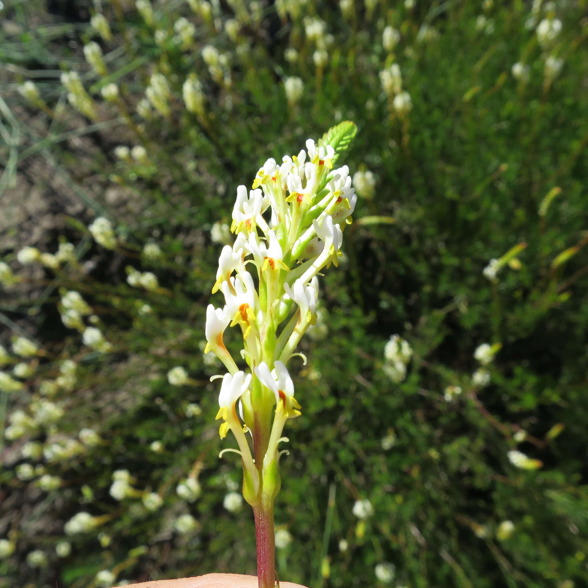 Sivun Hebenstretia integrifolia L. kuva