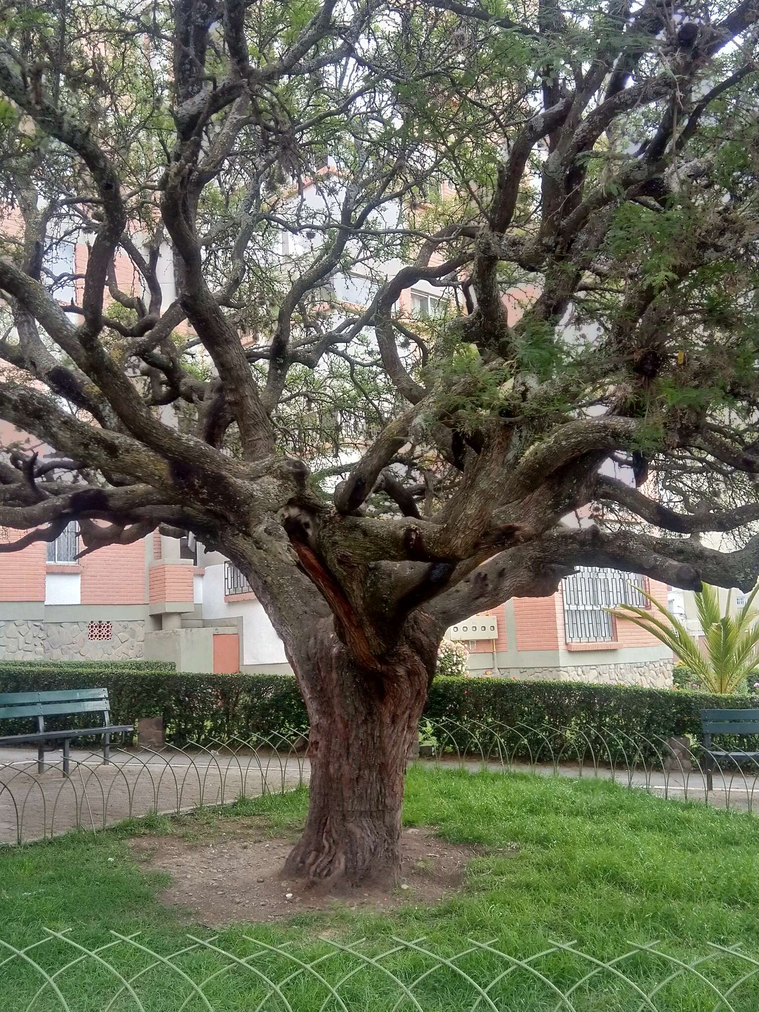 Imagem de Prosopis andicola