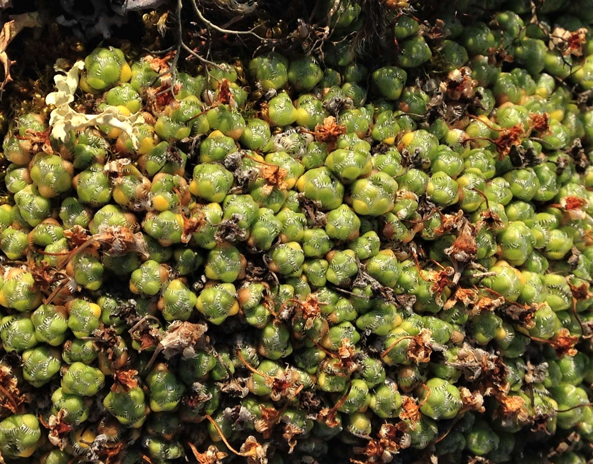 Image de Saxifraga eschscholtzii Sternb.