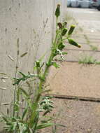 Image of groundsel