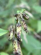 Image of Roan Mountain rattlesnakeroot