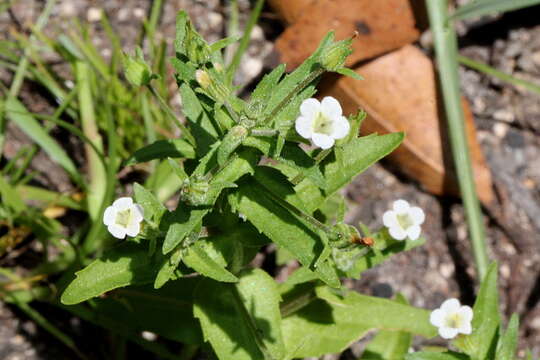 Imagem de Gratiola pedunculata R. Br.