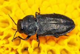 Imagem de Anthaxia quadripunctata (Linnaeus 1758)