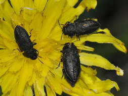 Imagem de Anthaxia quadripunctata (Linnaeus 1758)